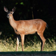 Illustration for article titled Here is a majestic video of a deer performing Phil Collins In The Air Tonight em/emdrum fill